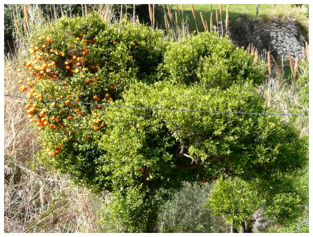 046OrangenbauminDeia.JPG